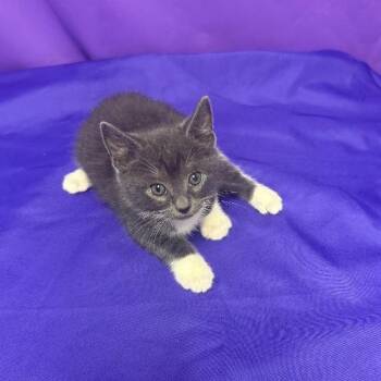 Moby -  Domestic Medium Hair Cat Available for Adoption in North Myrtle Beach, South Carolina - Moby | PetCurious