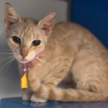 Proton -  Domestic Short Hair Cat for Adoption in Port Washington, New York - Proton | PetCurious