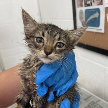 Lavender -  Domestic Short Hair Cat for Adoption in Edinburg, Texas - Lavender | PetCurious