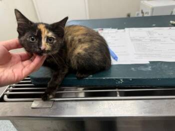 ZOE -  Domestic Short Hair Cat for Adoption in Rowlett, Texas - ZOE | PetCurious