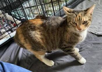 Domestic Short Hair Cats Available for Adoption in Wilkesboro, North Carolina - Peaches | PetCurious
