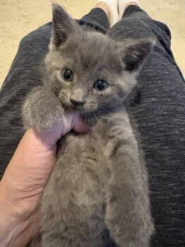 River -  Domestic Short Hair Cat for Adoption in Rochester, Indiana - River | PetCurious