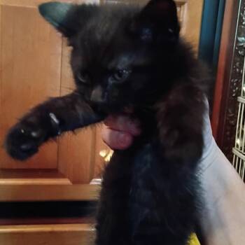 Domestic Short Hair Cats Available for Adoption in Normal, Illinois - Jill | PetCurious