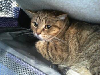 Domestic Short Hair Cats Available for Adoption in Charlotte, North Carolina - ELINA | PetCurious