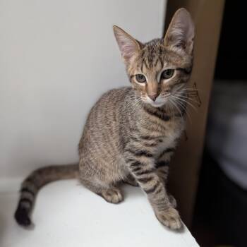 Rescue Domestic Short Hair Cats for Adoption in Durham, North Carolina - Denji | PetCurious