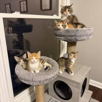 Mango -  Domestic Long Hair Cat for Adoption in Fishers, Indiana - Mango | PetCurious