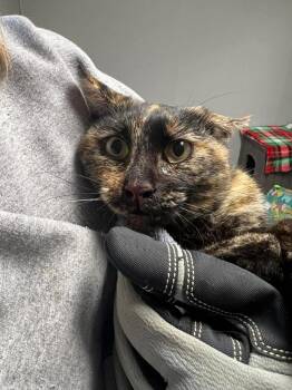 Domestic Short Hair Cats Available for Adoption - Breeze | PetCurious