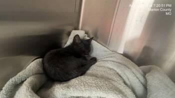 ENGINE -  Domestic Short Hair Cat for Adoption in Ocala, Florida - ENGINE | PetCurious