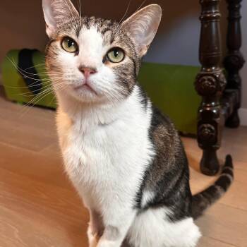 Fender -  Domestic Short Hair Cat for Adoption in Los Angeles, California - Fender | PetCurious