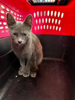 Rescue Domestic Short Hair Cats for Adoption in Disputanta, Virginia - Ash | PetCurious