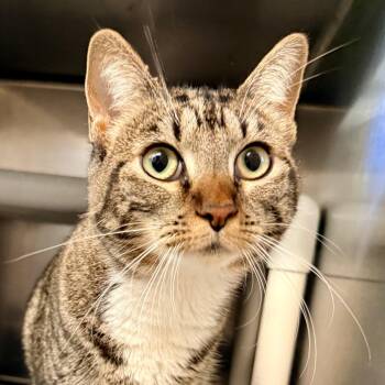 Domestic Short Hair Cats Available for Adoption - Lily | PetCurious