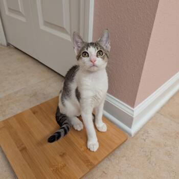 Buttercup -  Domestic Short Hair Cat for Adoption in Jacksonville, Florida - Buttercup | PetCurious