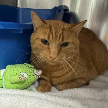 Rescue Domestic Short Hair Cats for Adoption in Ridgway, Colorado - Cinnamon | PetCurious