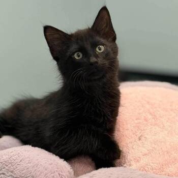 Raj -  Domestic Short Hair Cat for Adoption in Madison, Wisconsin - Raj | PetCurious
