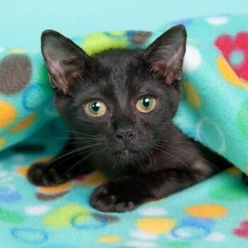 Damita de Mayo -  Bombay and Domestic Short Hair Cat for Adoption in Friendswood, Texas - Damita De Mayo | PetCurious