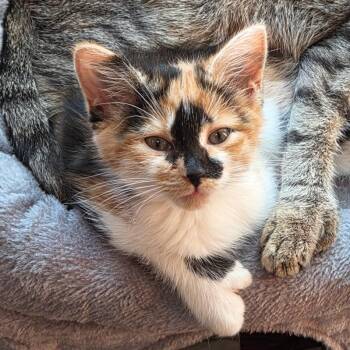 Frenchie -  Extra Toes Cat Hemingway Polydactyl and Domestic Short Hair Cat for Adoption in Carmel, Indiana - Frenchie | PetCurious