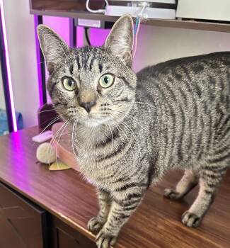 Max -  Tabby Cat for Adoption in Crockett, California - Max | PetCurious