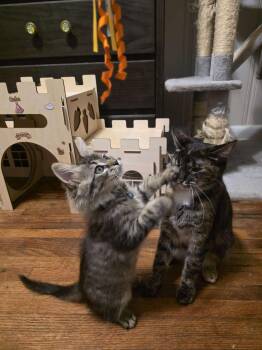Rescue Domestic Short Hair Cats for Adoption in Jacksonville, Florida - Harriet & Mac | PetCurious