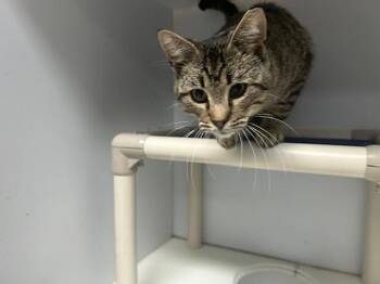Domestic Short Hair Cats Available for Adoption in Tulsa, Oklahoma - TEREE | PetCurious