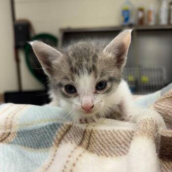 Frank 26-05-148 -  Domestic Short Hair Cat for Adoption in Bastrop, Texas - Frank 26-05-148 | PetCurious