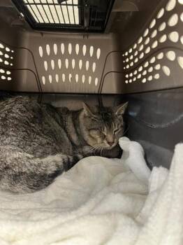 Domestic Short Hair Cats Available for Adoption in Montreal, Quebec - Snooze | PetCurious