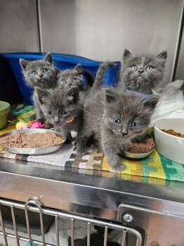 Chimichurri -  Domestic Short Hair Cat for Adoption in Los Angeles, California - Chimichurri | PetCurious