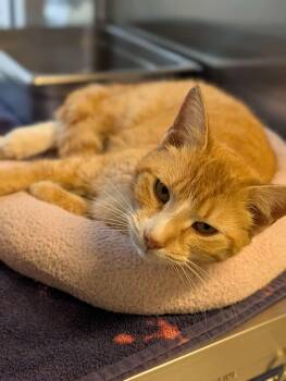 Domestic Short Hair Cats Available for Adoption in Chambersburg, Pennsylvania - Litten | PetCurious