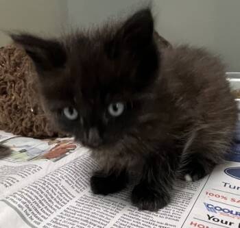 Rescue Domestic Short Hair Cats for Adoption in Cumming, Georgia - 1689-25 | PetCurious