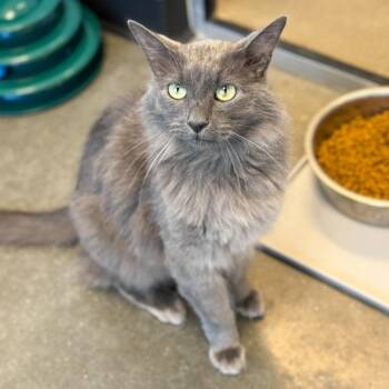 Yoyo -  Domestic Medium Hair Cat for Adoption in Fort Wayne, Indiana - Yoyo | PetCurious