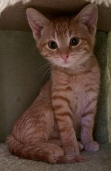 Dagwood -  Domestic Short Hair Cat for Adoption in Washburn, Wisconsin - Dagwood | PetCurious