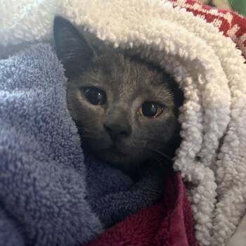 Willow -  Russian Blue and Domestic Short Hair Cat for Adoption in Miami, Florida - Willow | PetCurious