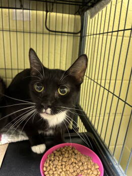 Rescue Domestic Short Hair Cats for Adoption in Trenton, New Jersey - Louise (TAS#20) | PetCurious