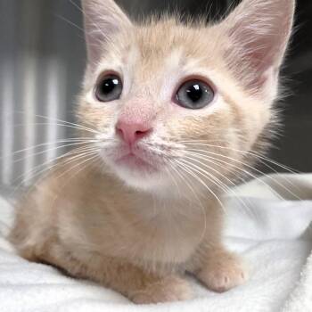 Rocket -  Domestic Short Hair Cat for Adoption in Michigan City, Indiana - Rocket | PetCurious