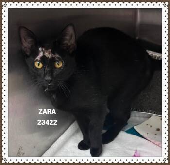 ZARA -  Domestic Short Hair Cat for Adoption in Marietta, Georgia - ZARA | PetCurious