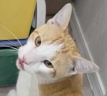 Rescue Domestic Short Hair Cats for Adoption in San Tan Valley, Arizona - Ham ***Community Courtesy Post*** | PetCurious