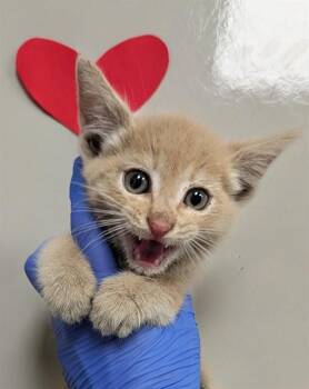 Domestic Short Hair Cats Available for Adoption in Ontario, California - JJ- ADOPTION PENDING | PetCurious
