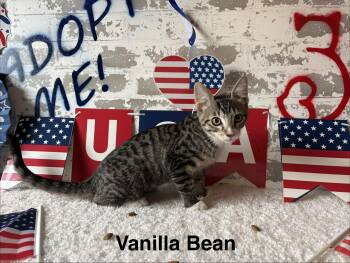 Vanilla Bean -  Domestic Short Hair Cat for Adoption in San Tan Valley, Arizona - Vanilla Bean | PetCurious