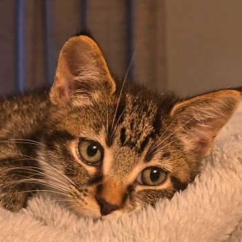 Tucky -  Domestic Short Hair Cat for Adoption in Evansville, Indiana - Tucky | PetCurious