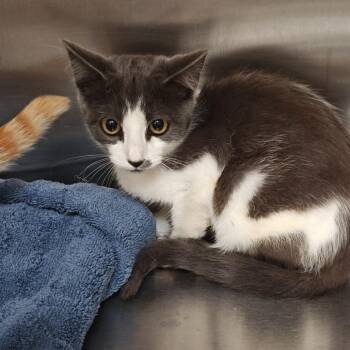 Jaguar -  Domestic Short Hair Cat for Adoption in Los Angeles, California - Jaguar | PetCurious
