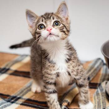 Heidi -  Domestic Short Hair Cat for Adoption in Hattiesburg, Mississippi - Heidi | PetCurious
