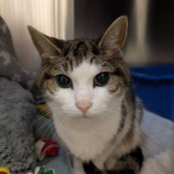 Casey -  Domestic Short Hair Cat for Adoption in South Burlington, Vermont - Casey | PetCurious
