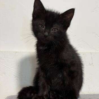 Blake Silverman -  Domestic Short Hair Cat for Adoption in Eagle Mountain, Utah - Blake Silverman | PetCurious