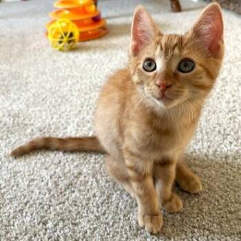 Forrest -  Tabby and Domestic Short Hair Cat Available for Adoption in Smithfield, North Carolina - Forrest | PetCurious