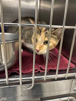 PRIMROSE -  Domestic Short Hair Cat for Adoption - PRIMROSE | PetCurious