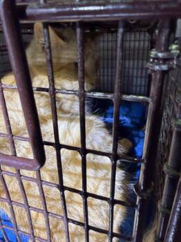 Domestic Short Hair Cats Available for Adoption in San Antonio, Texas - A803074 | PetCurious