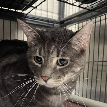 Domestic Short Hair Cats Available for Adoption in East St. Louis, Illinois - Jax-C | PetCurious