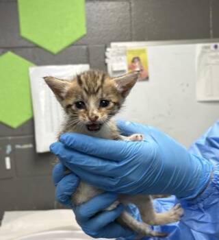 Daisy -  Domestic Short Hair Cat for Adoption in Fort Worth, Texas - Daisy | PetCurious