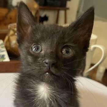 Bert Mouse-TL -  Domestic Medium Hair Cat for Adoption in Tallahassee, Florida - Bert Mouse-TL | PetCurious