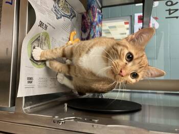 Marsha A220160 -  Domestic Short Hair Cat for Adoption in Plano, Texas - Marsha A220160 | PetCurious