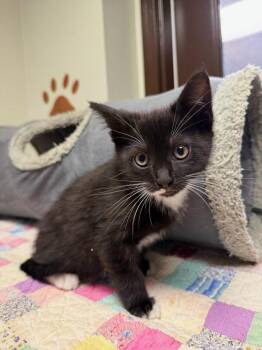 Captain -  Tuxedo Cat for Adoption in Lovingston, Virginia - Captain | PetCurious